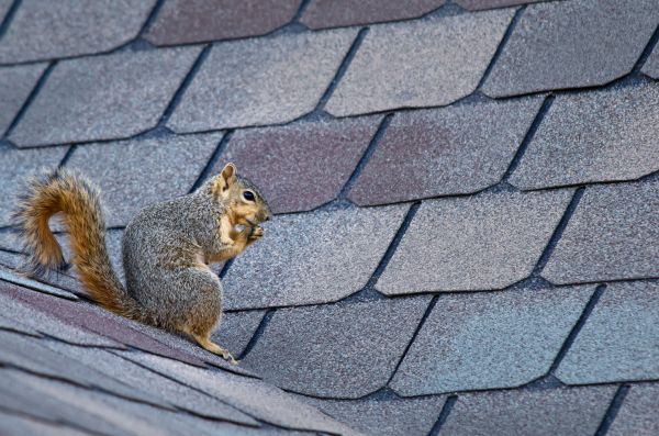 Fort Wayne Wildlife Removal