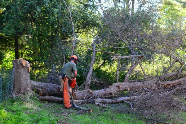 Fort Wayne Tree Removal