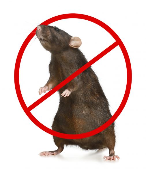Fort Wayne Pest Control Service